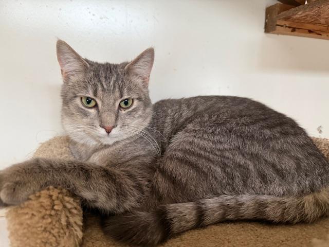 Enlarge LIGHTNING, a Adoptable Domestic Short Hair in Millerstown, PA image 4/6