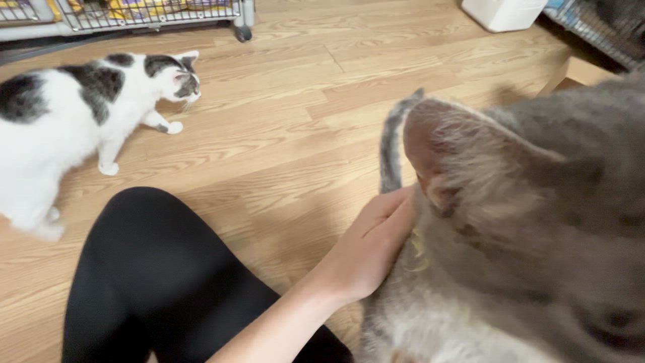 Enlarge LIGHTNING, a Adoptable Domestic Short Hair in Millerstown, PA video 2/6