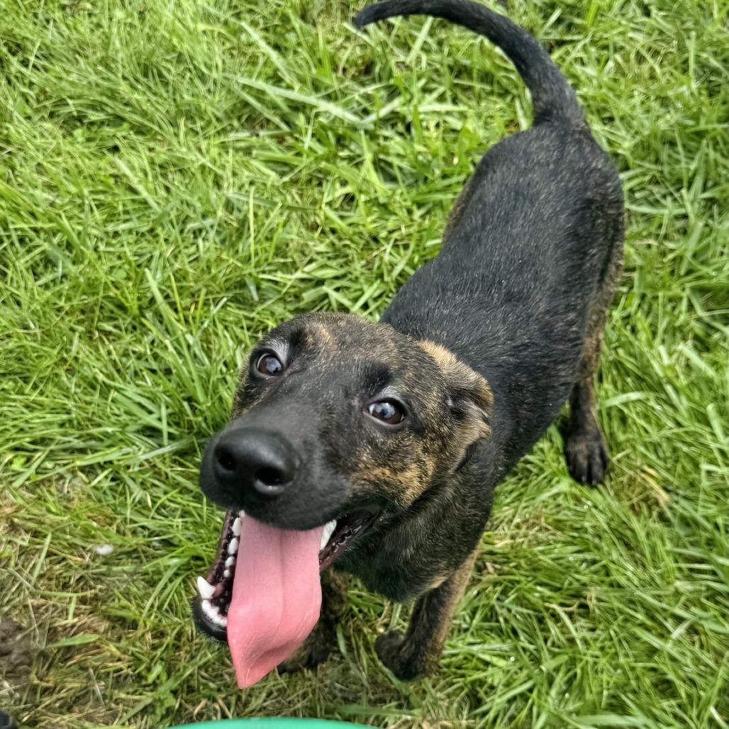 Jordan, Adoptable, Young Male Labrador Retriever.