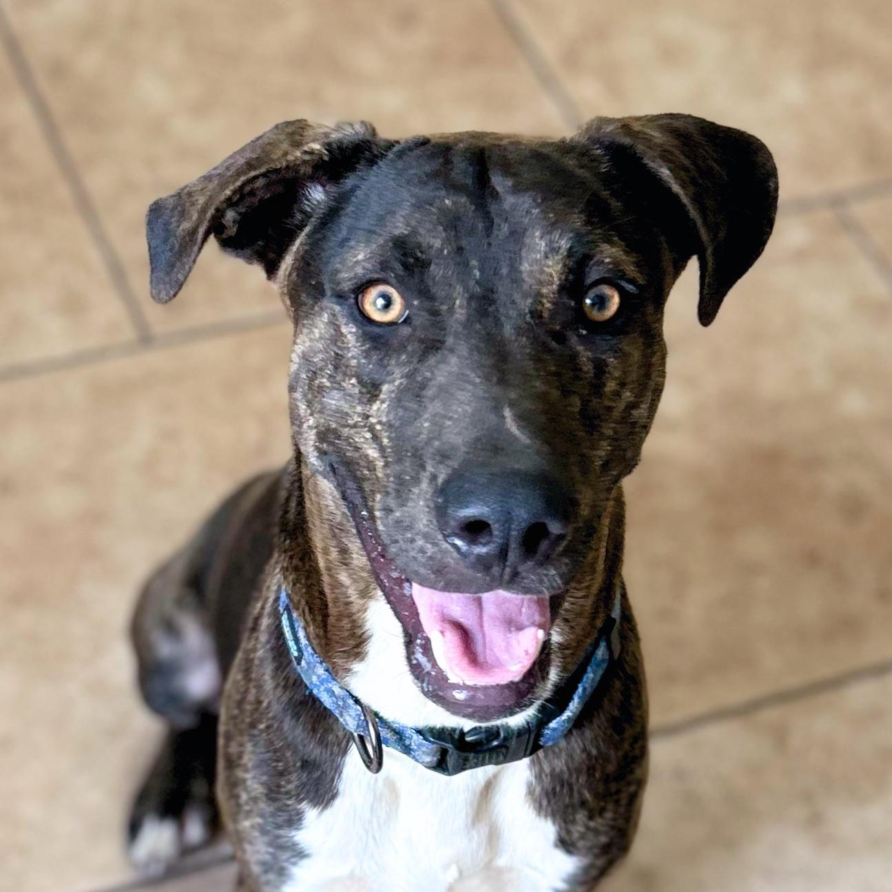Grumpy, Adoptable, Young Male American Staffordshire Terrier.