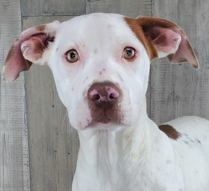 Enlarge Peyton, a Adoptable mixed breed in Shreveport, LA image 1/3