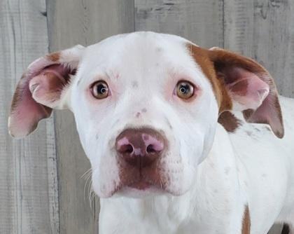 Enlarge Peyton, a Adoptable mixed breed in Shreveport, LA image 2/3