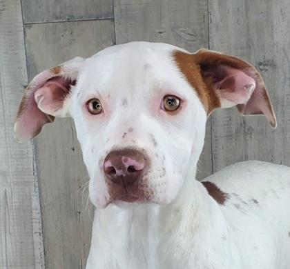 Enlarge Peyton, a Adoptable mixed breed in Shreveport, LA image 3/3