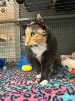 Pikachu, adopted, Senior Female Domestic Short Hair.