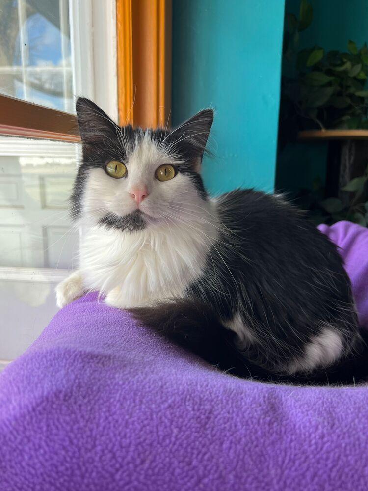 Enlarge Morticia, a Adoptable Domestic Long Hair in McPherson, KS image 1/4