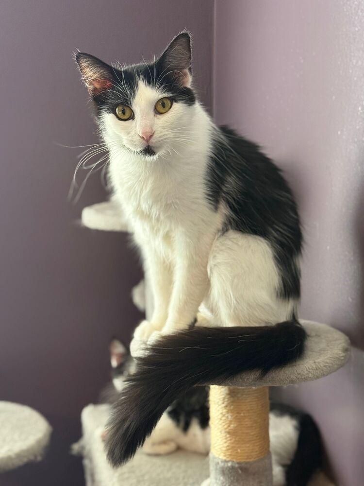 Morticia, a Adoptable Domestic Long Hair in McPherson, KS image 1/3