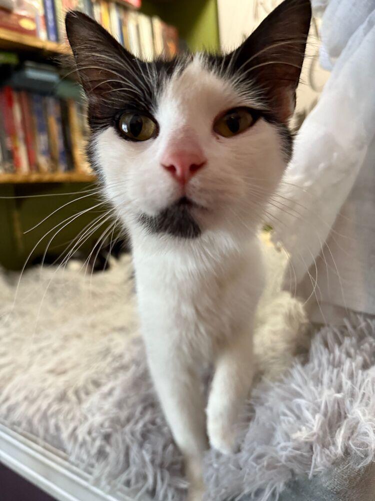 Morticia, a Adoptable Domestic Long Hair in McPherson, KS image 2/3