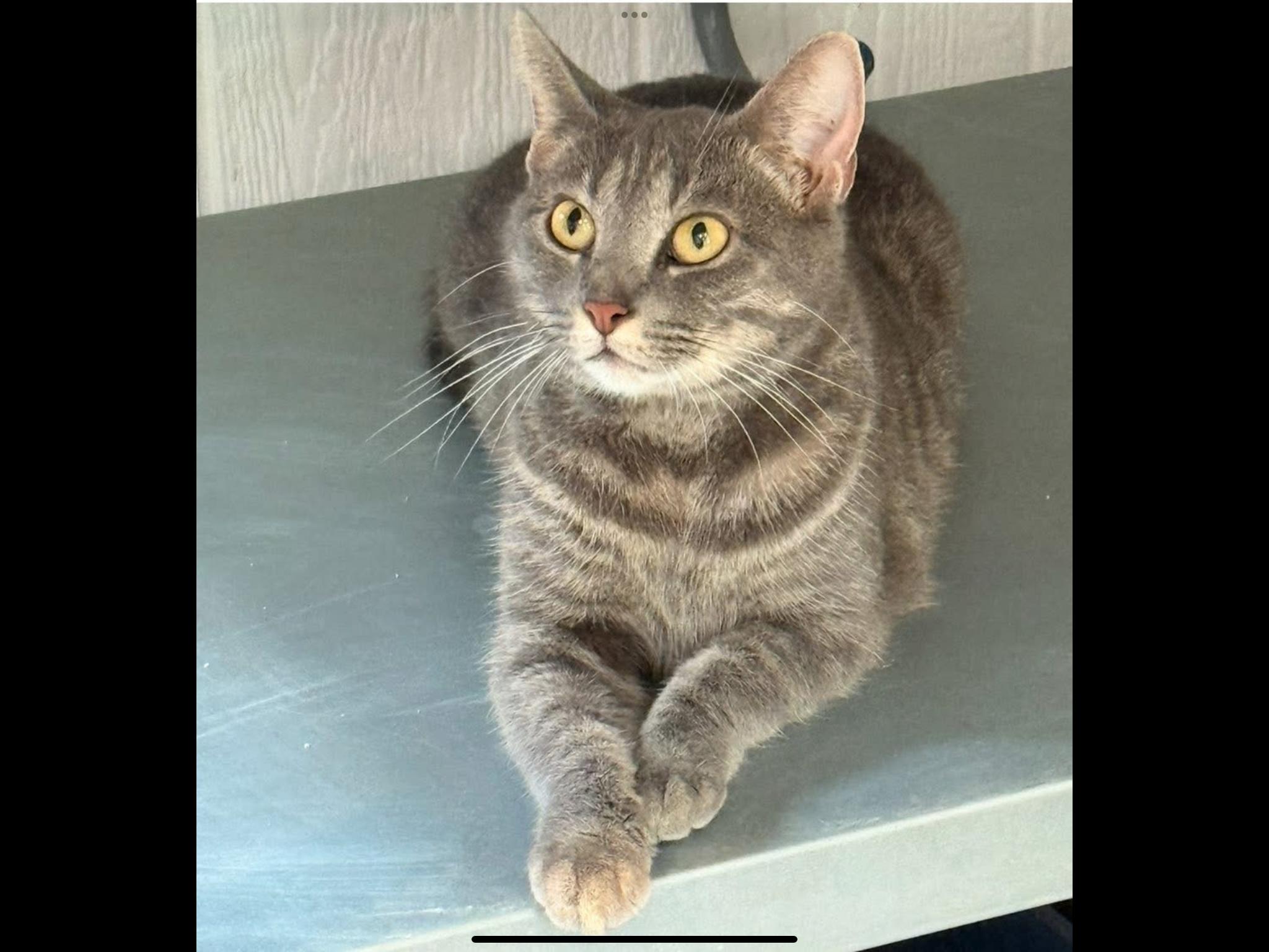 Cherry, Adoptable, Adult Female Domestic Short Hair.