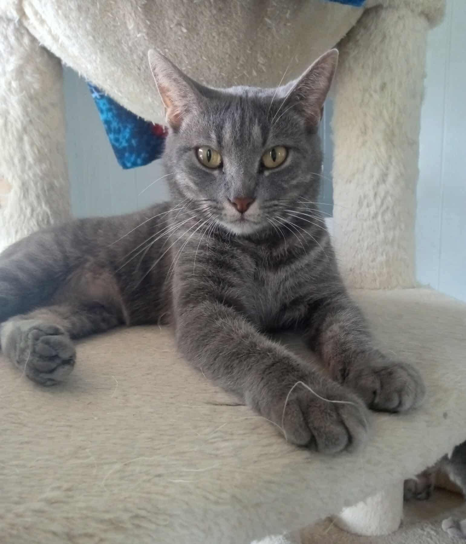 Cherry, a Adoptable Domestic Short Hair in Dover, TN image 2/3