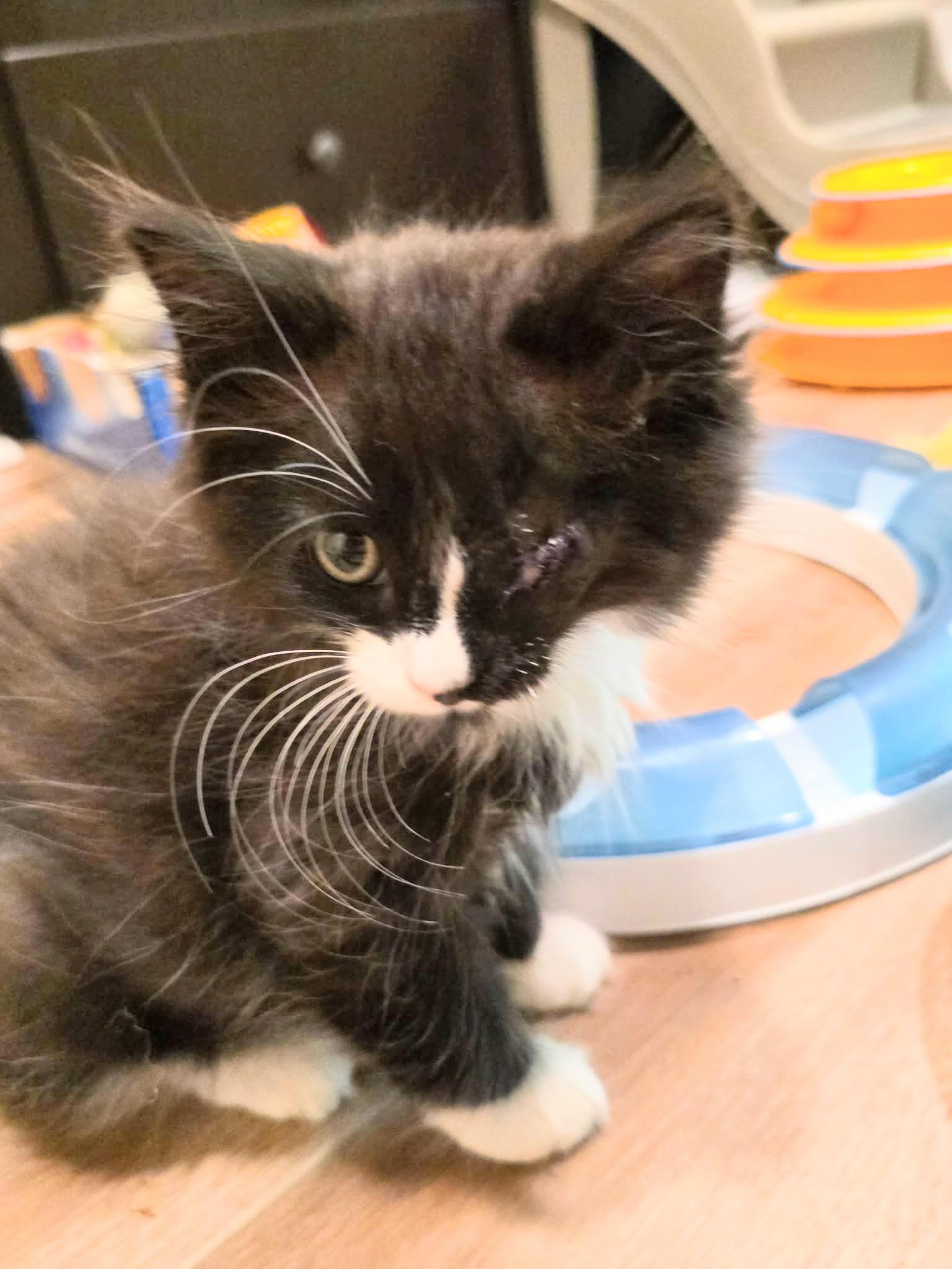 Enlarge Bluebell (kitten), an adopted Domestic Medium Hair in Enfield, CT image 3/3