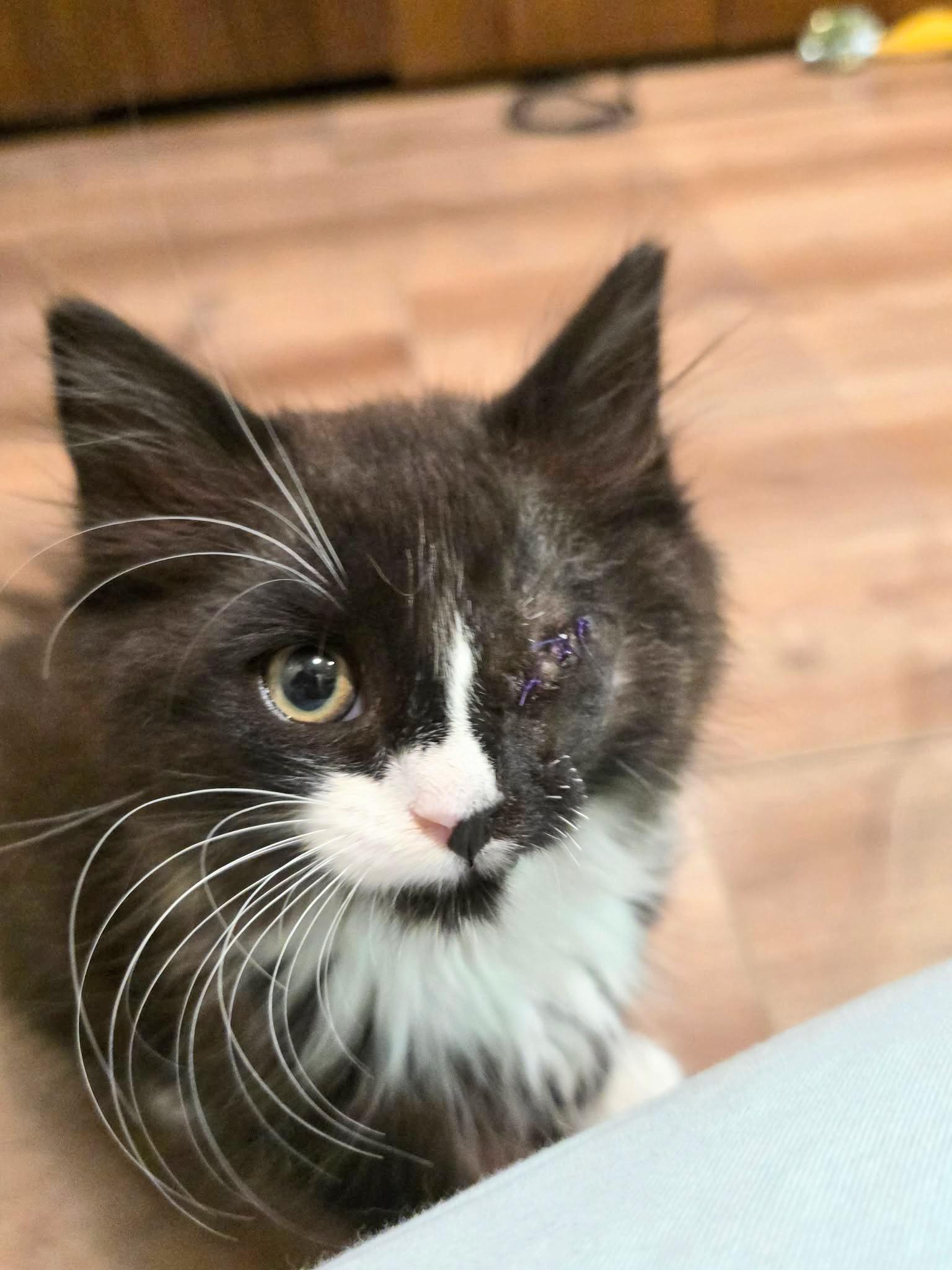 Bluebell (kitten), adopted, Kitten Male Domestic Medium Hair.