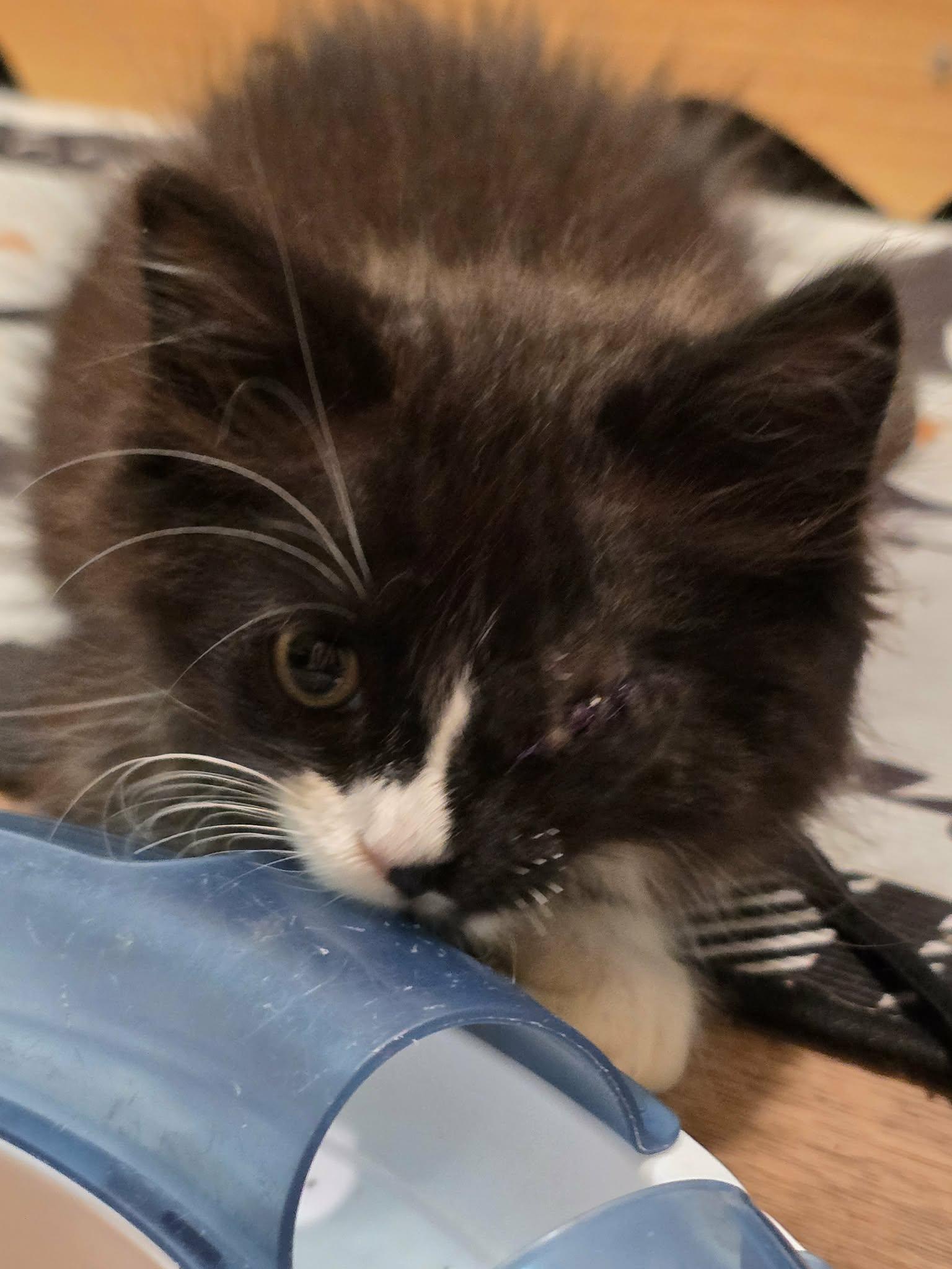 Enlarge Bluebell (kitten), an adopted Domestic Medium Hair in Enfield, CT image 2/3