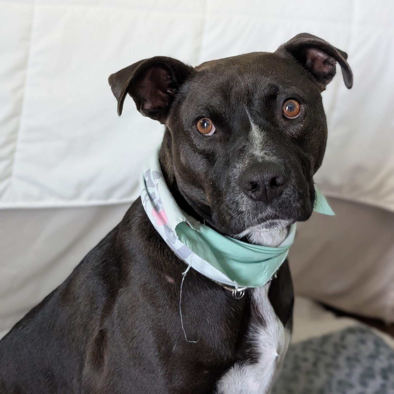 Watson, a Adoptable mixed breed in San Diego, CA image 4/6