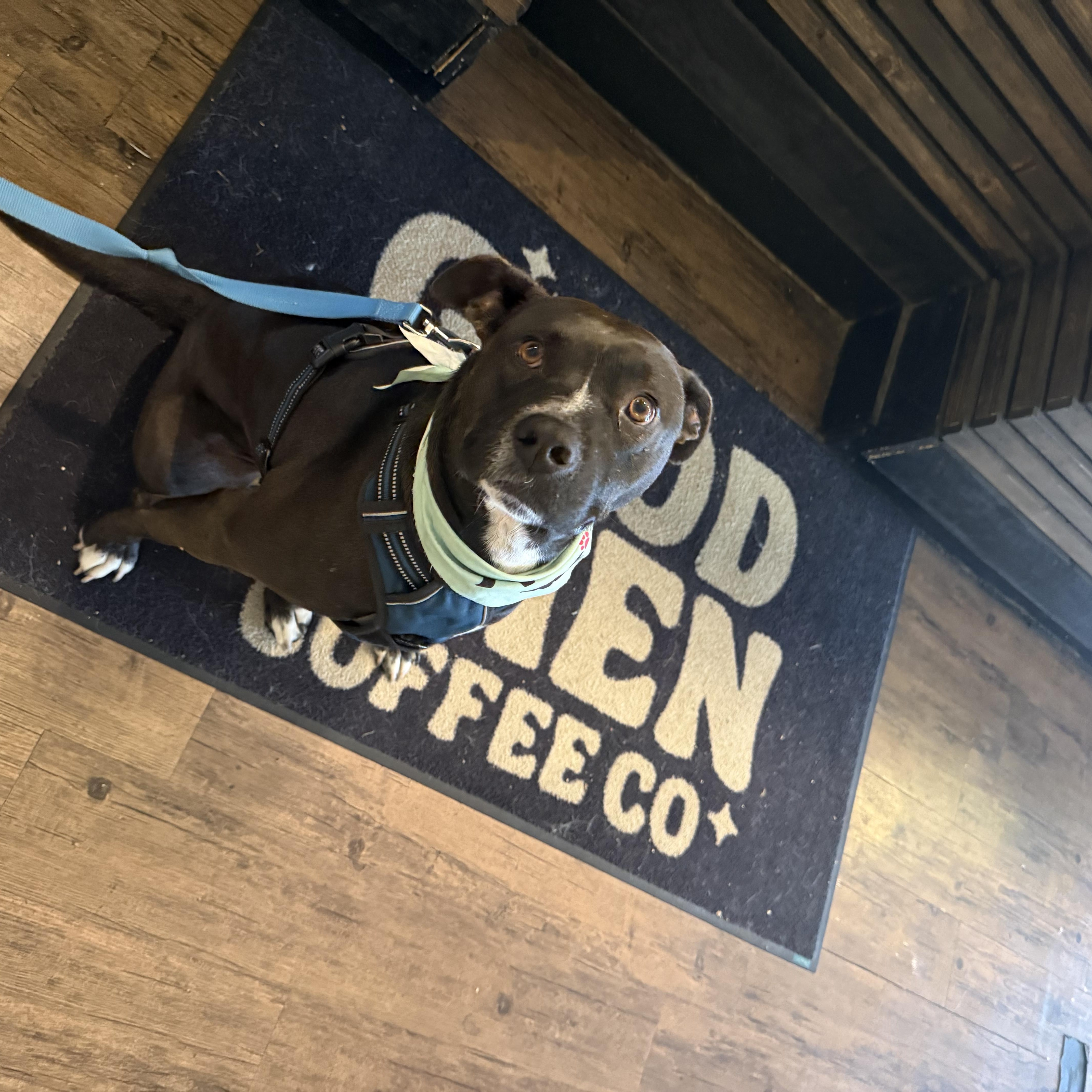 Watson, a Adoptable mixed breed in San Diego, CA image 3/6