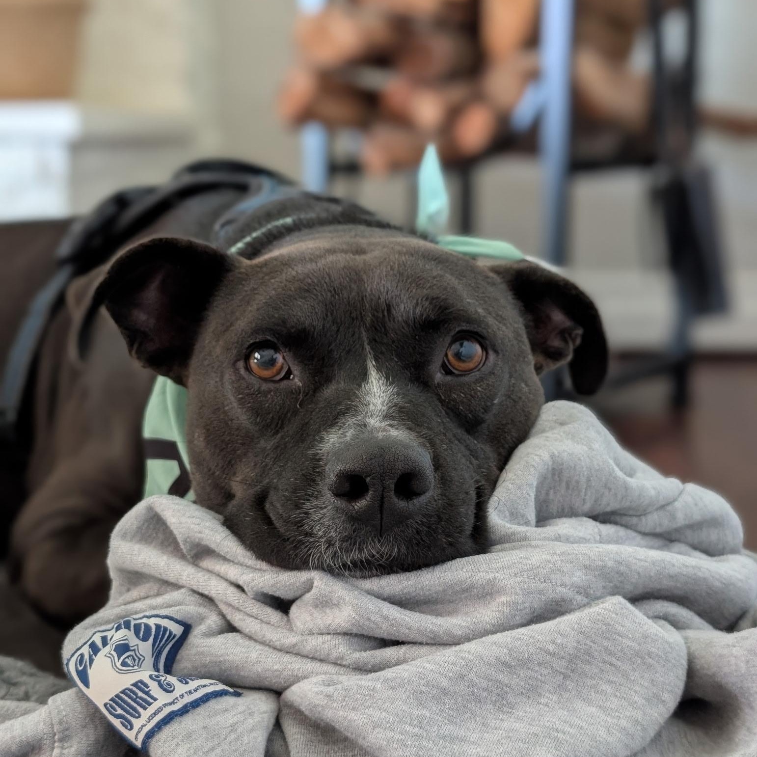 Watson, a Adoptable mixed breed in San Diego, CA image 5/6