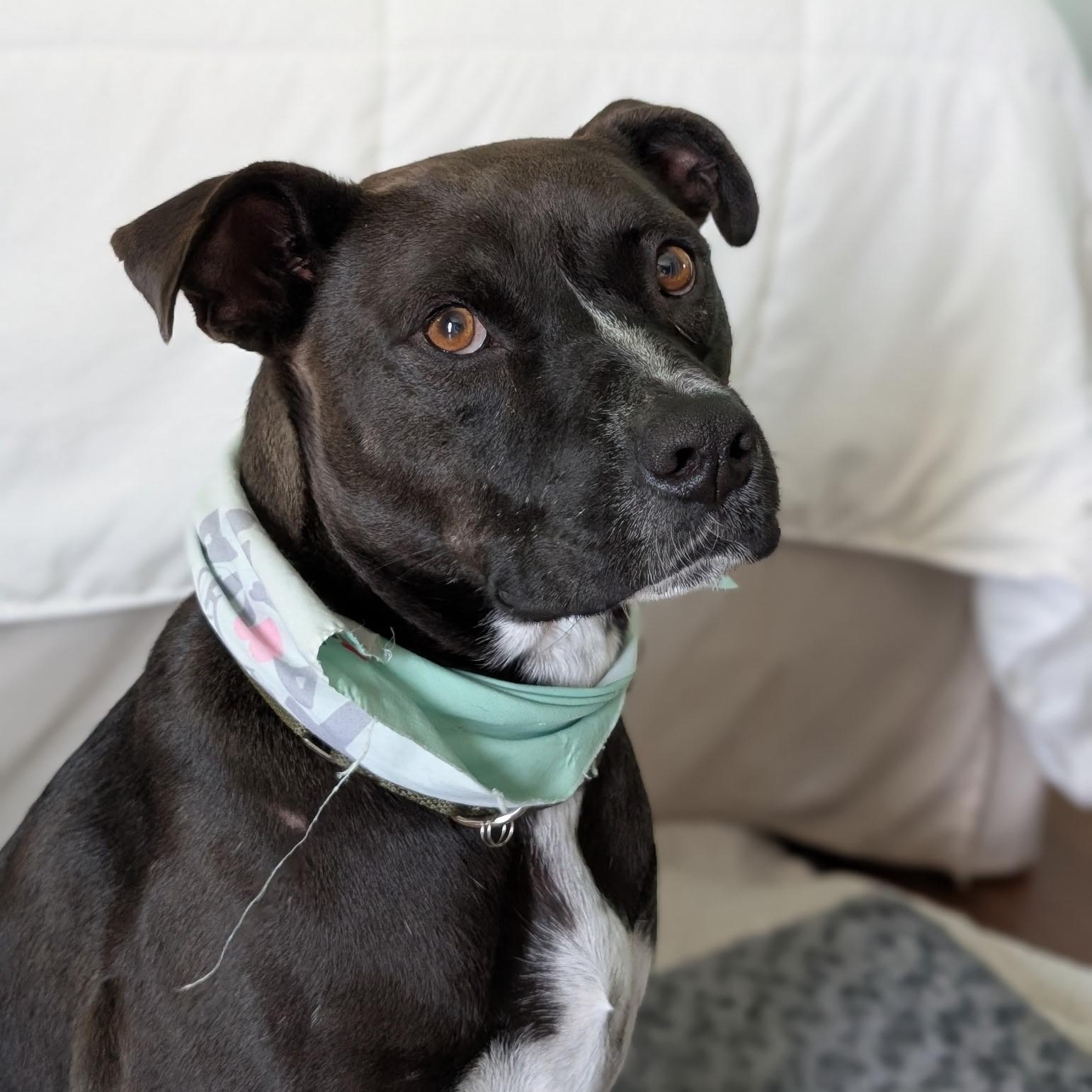 Watson, a Adoptable mixed breed in San Diego, CA image 2/6