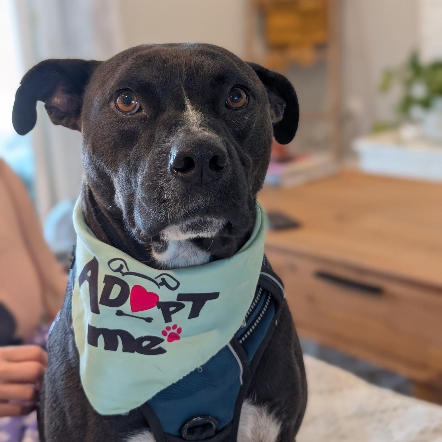 Watson, Adoptable, Adult Male Labrador Retriever.