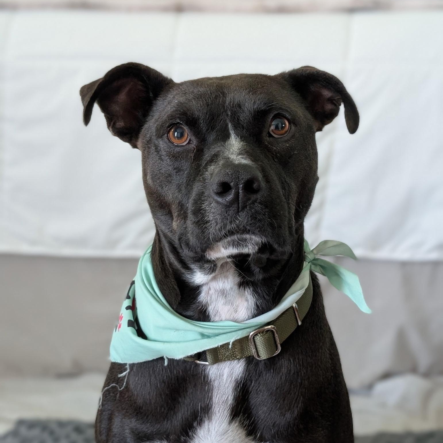 Watson, a Adoptable mixed breed in San Diego, CA image 6/6