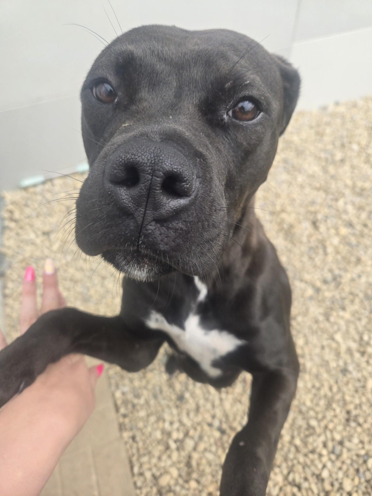 Desi, a Adoptable American Staffordshire Terrier in Aurora, IL image 2/2