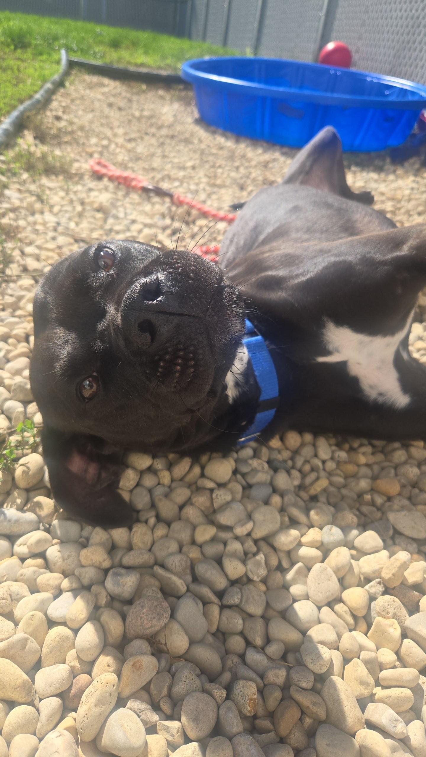 Enlarge Desi, a Adoptable Mixed Breed in Joliet, IL image 5/5