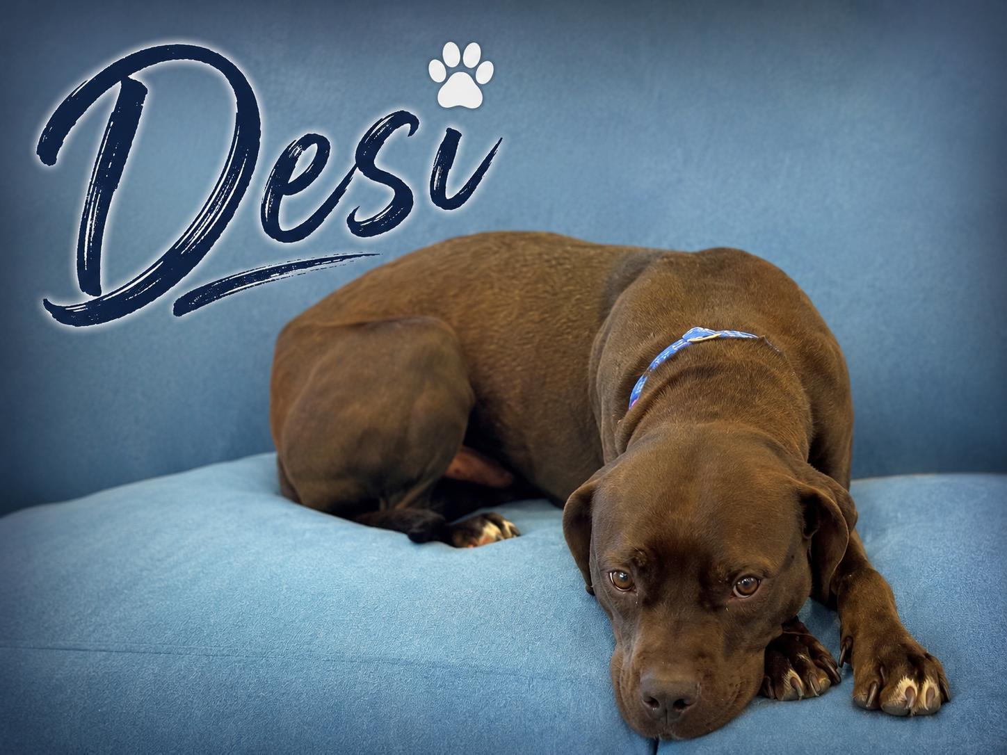 Desi, Adoptable, Adult Male Mixed Breed.