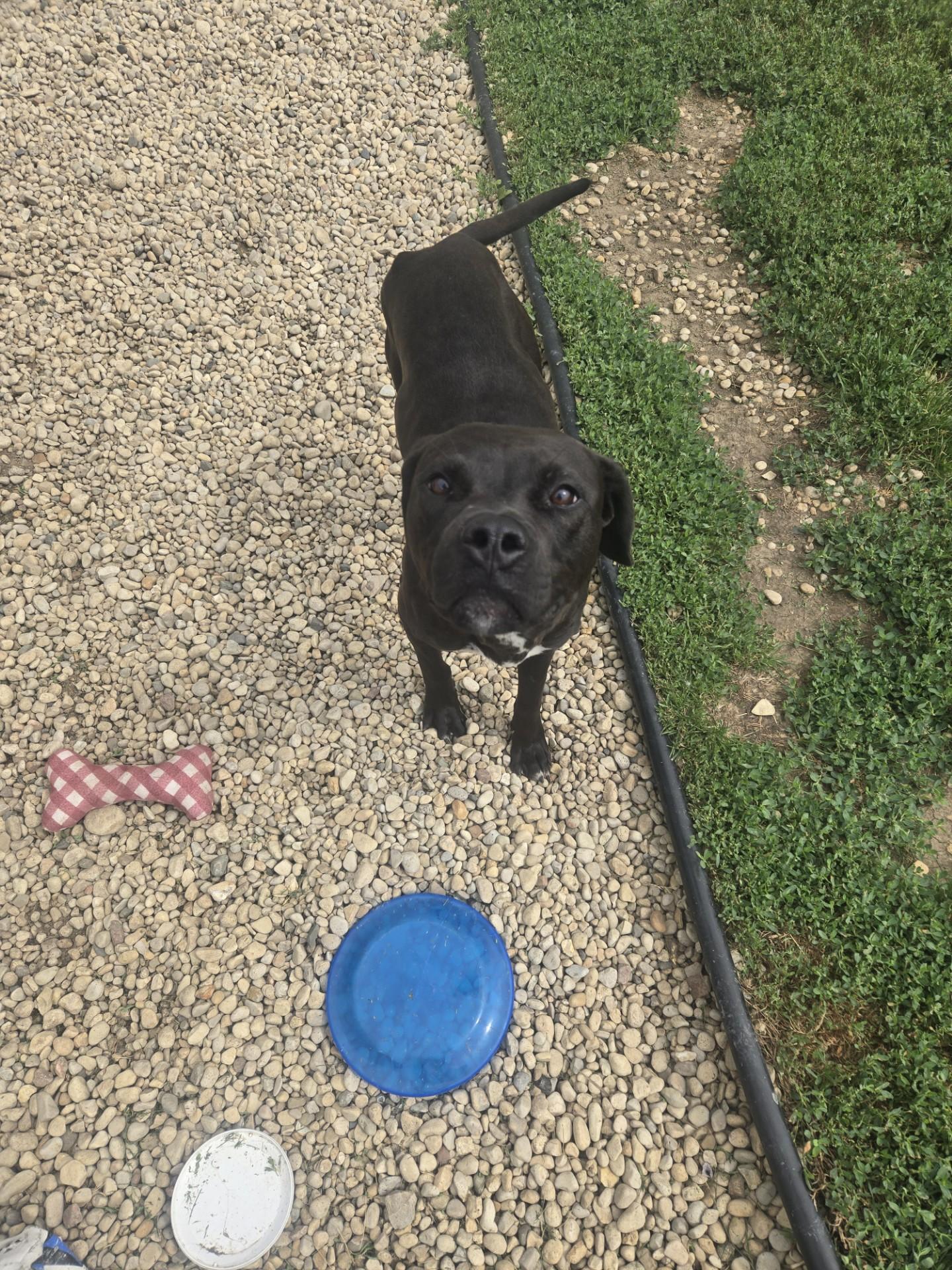 Desi, a Adoptable American Staffordshire Terrier in Aurora, IL image 1/2