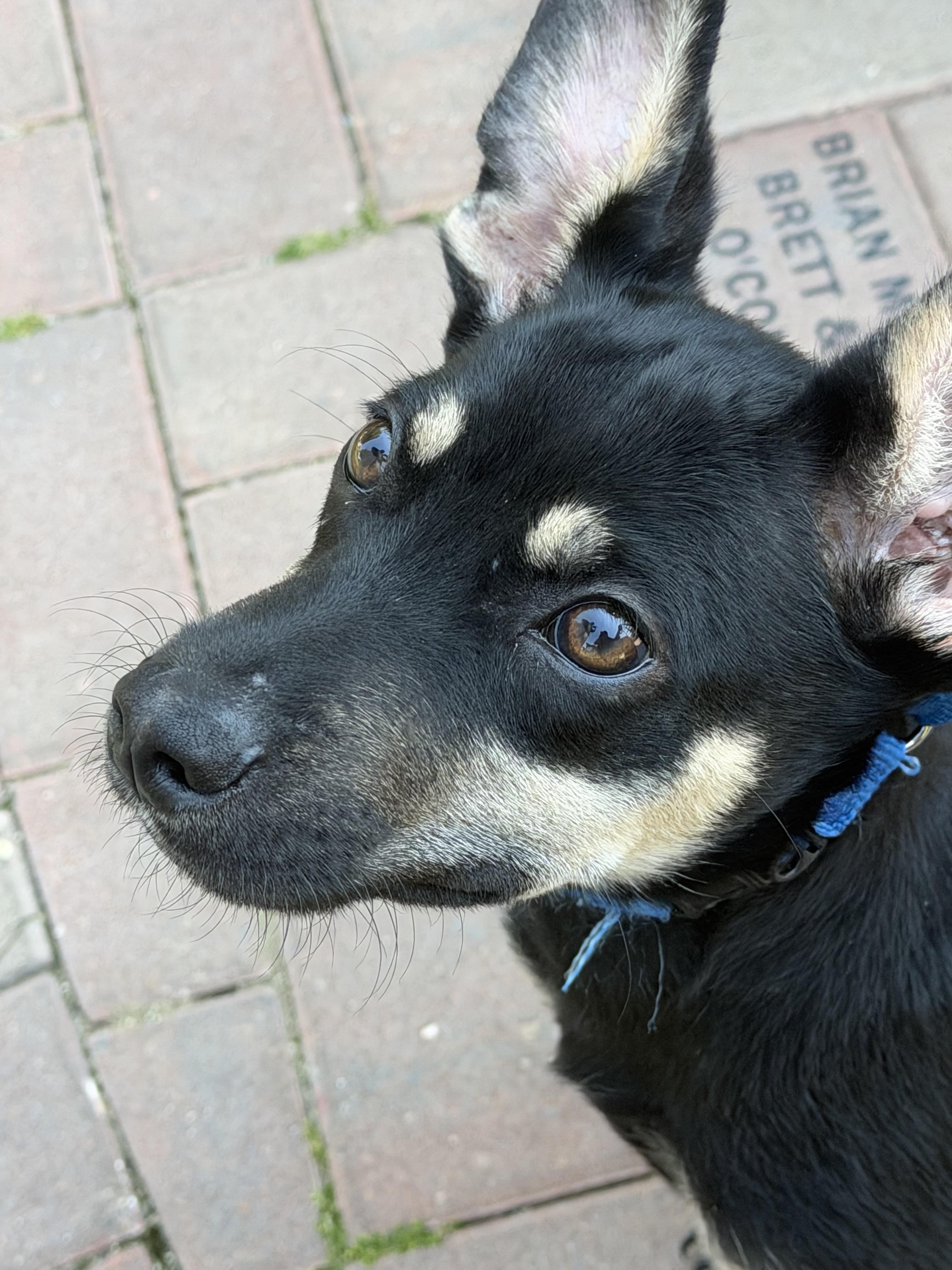 Enlarge George, an adoptable mixed breed in Libertyville, IL image 4/6