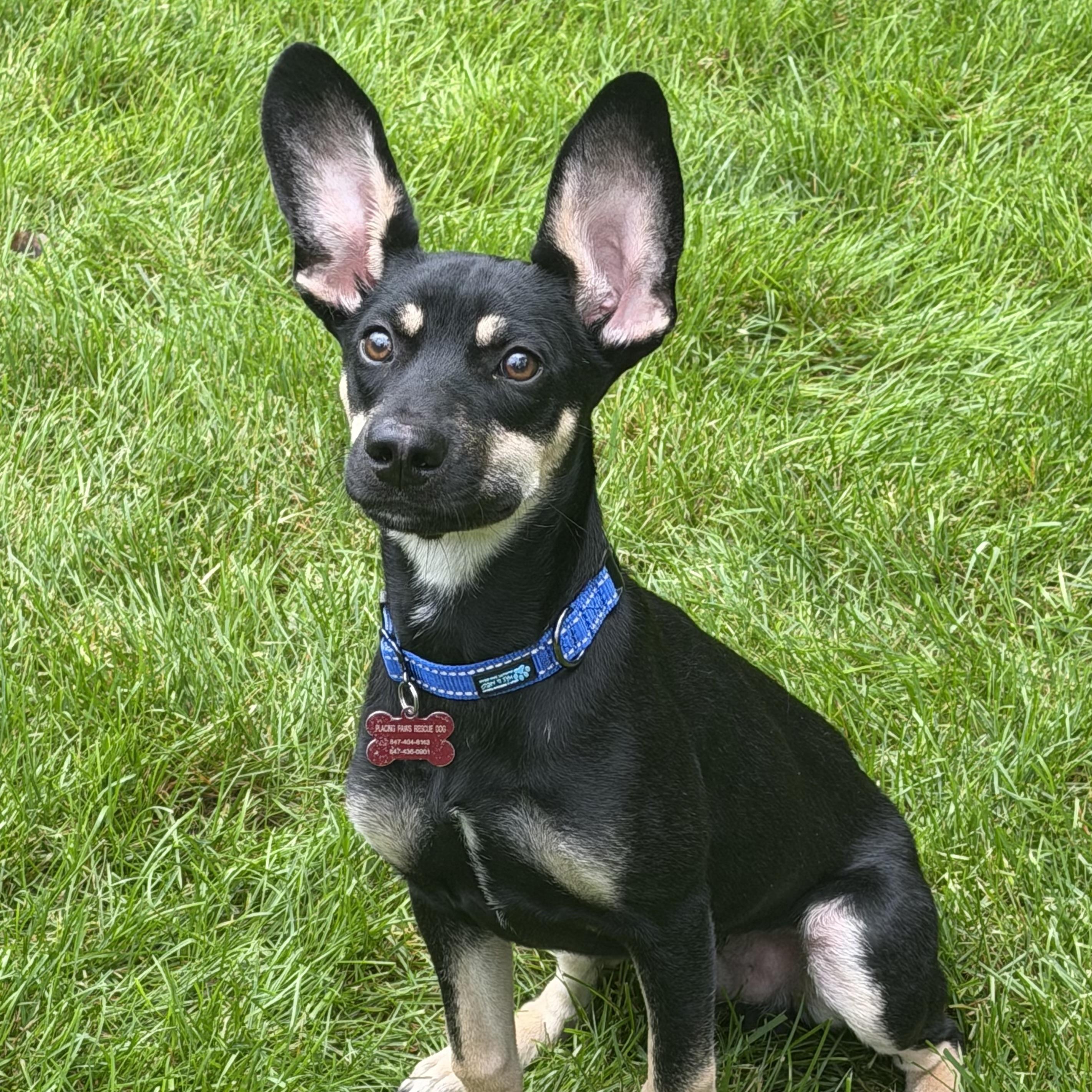 George, adoptable, Puppy Male Mixed Breed.