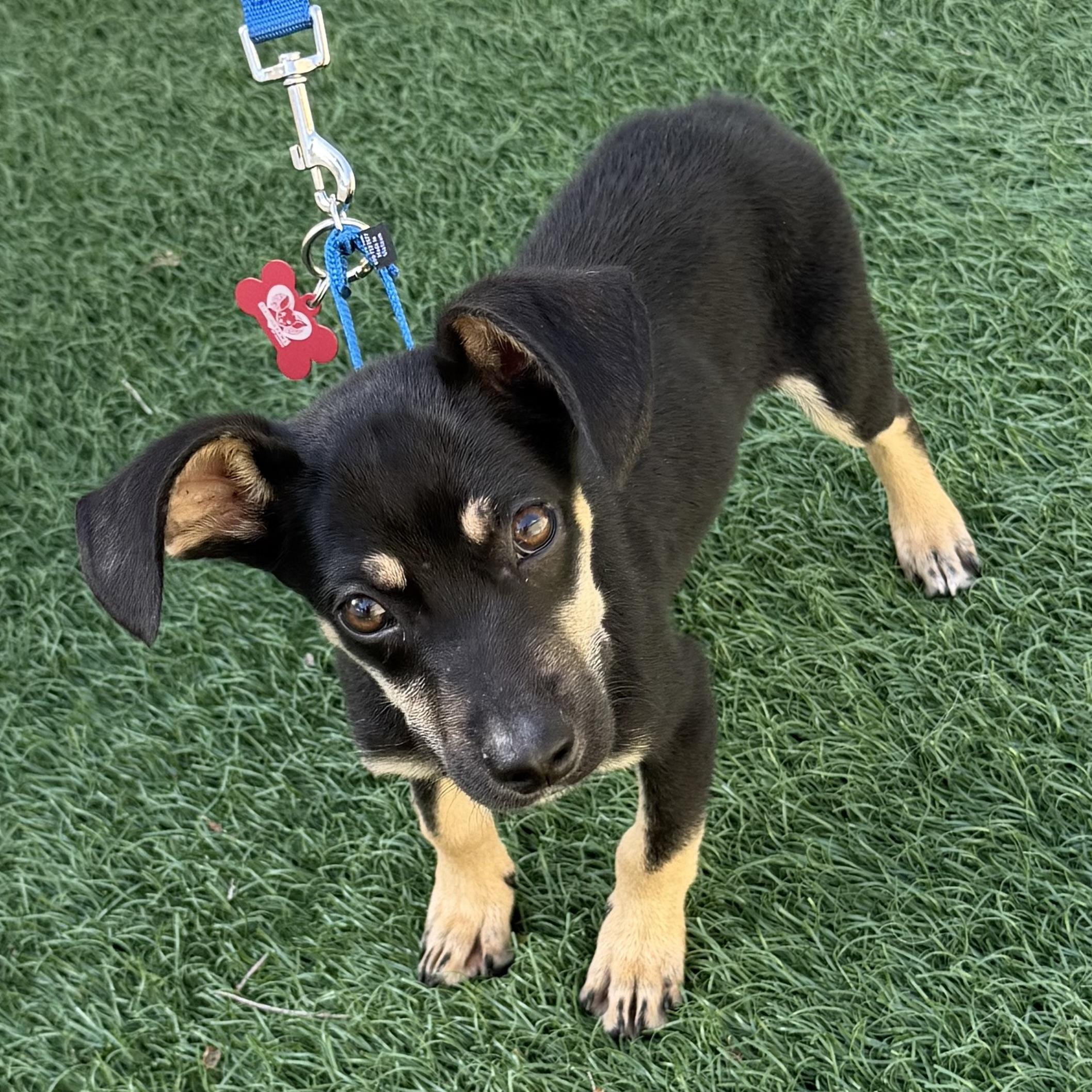 Enlarge George, an adoptable mixed breed in Libertyville, IL image 2/6