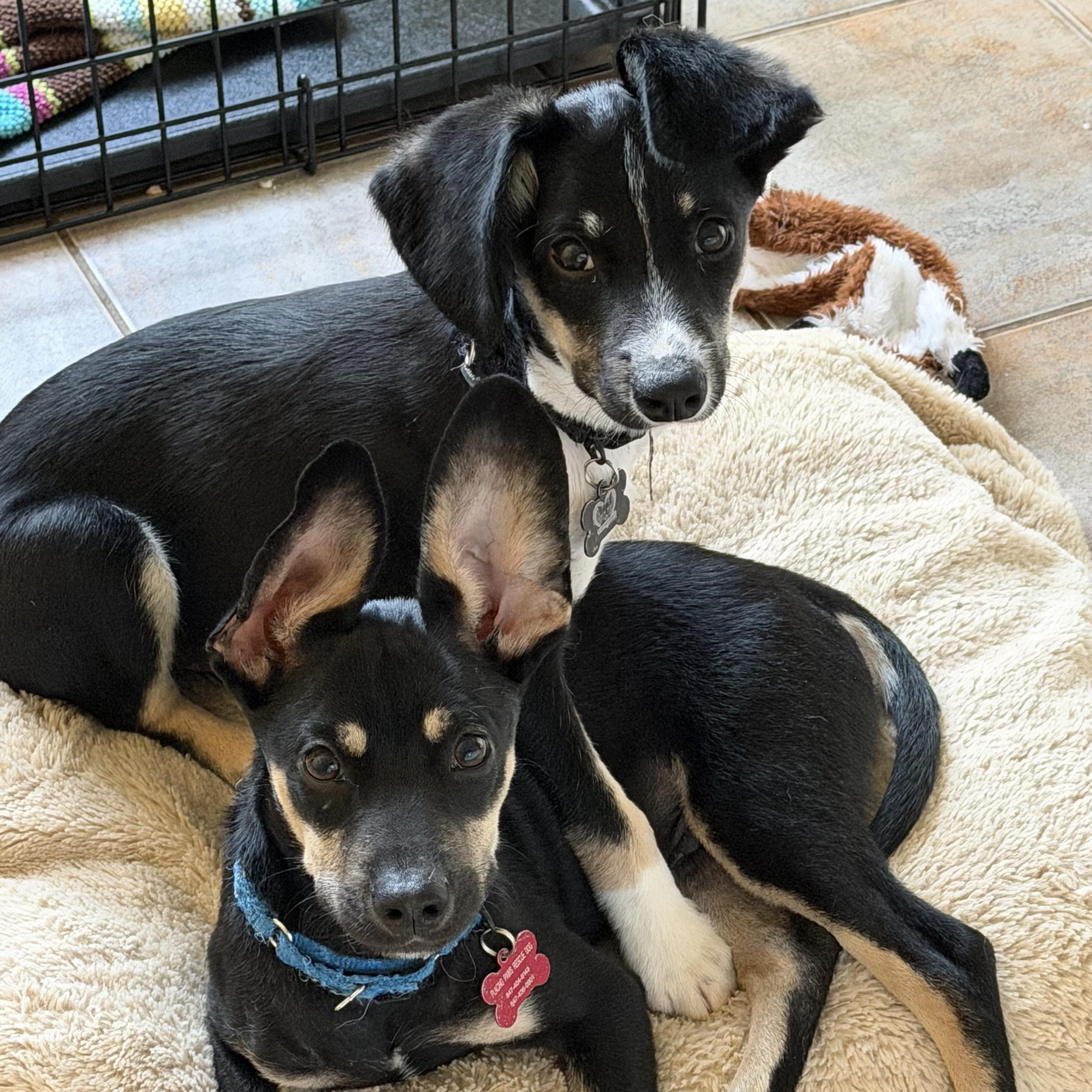 Enlarge George, an adoptable mixed breed in Libertyville, IL image 3/6