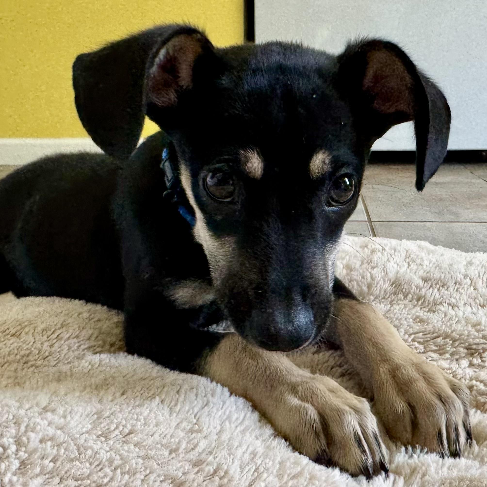 Enlarge George, an adoptable mixed breed in Libertyville, IL image 6/6