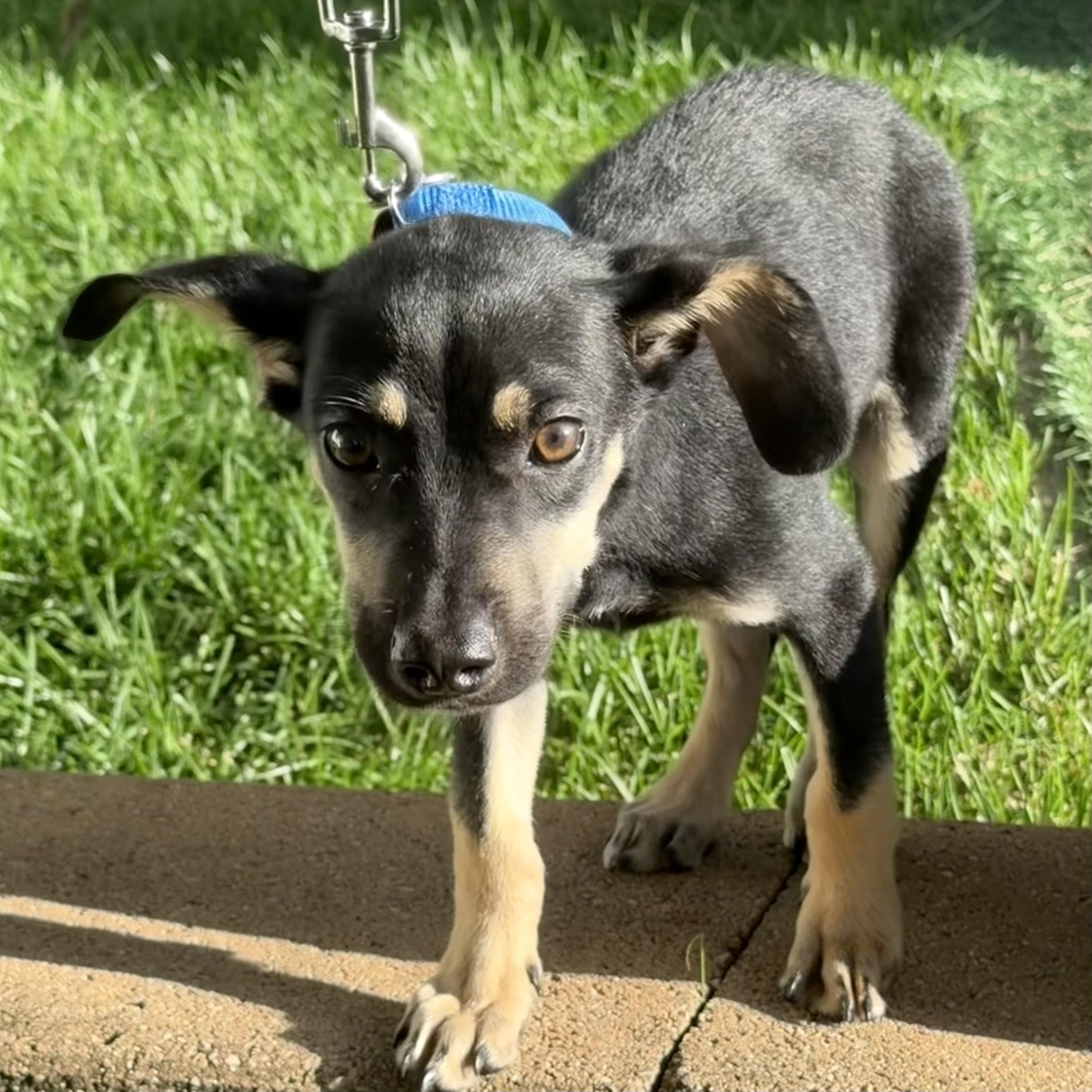 Enlarge George, an adoptable mixed breed in Libertyville, IL image 5/6