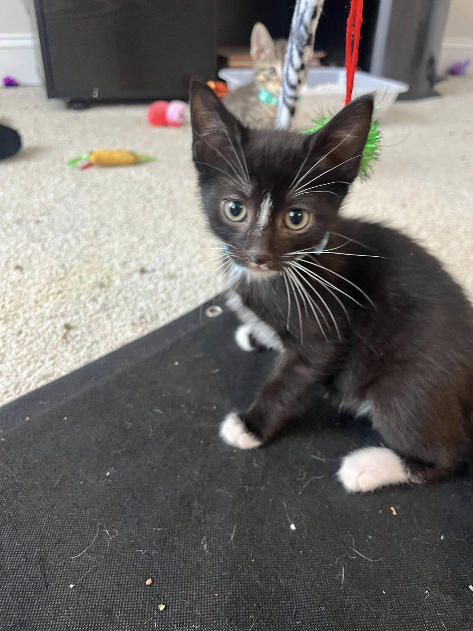 Enlarge Bleu, a ADOPTABLE Domestic Short Hair in Morgantown, WV image 1/1