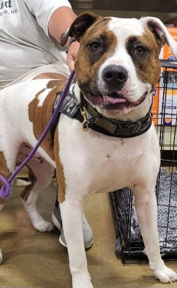 Leo, Adoptable, Adult Male American Bulldog & American Staffordshire Terrier.