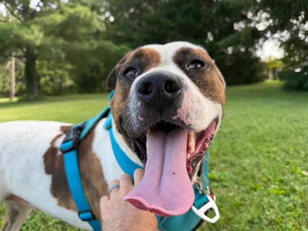 Leo, a Adoptable mixed breed in South Bend, IN image 4/6