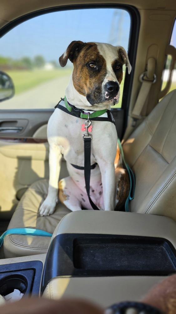 Enlarge Leo, a Adoptable mixed breed in South Bend, IN image 6/6