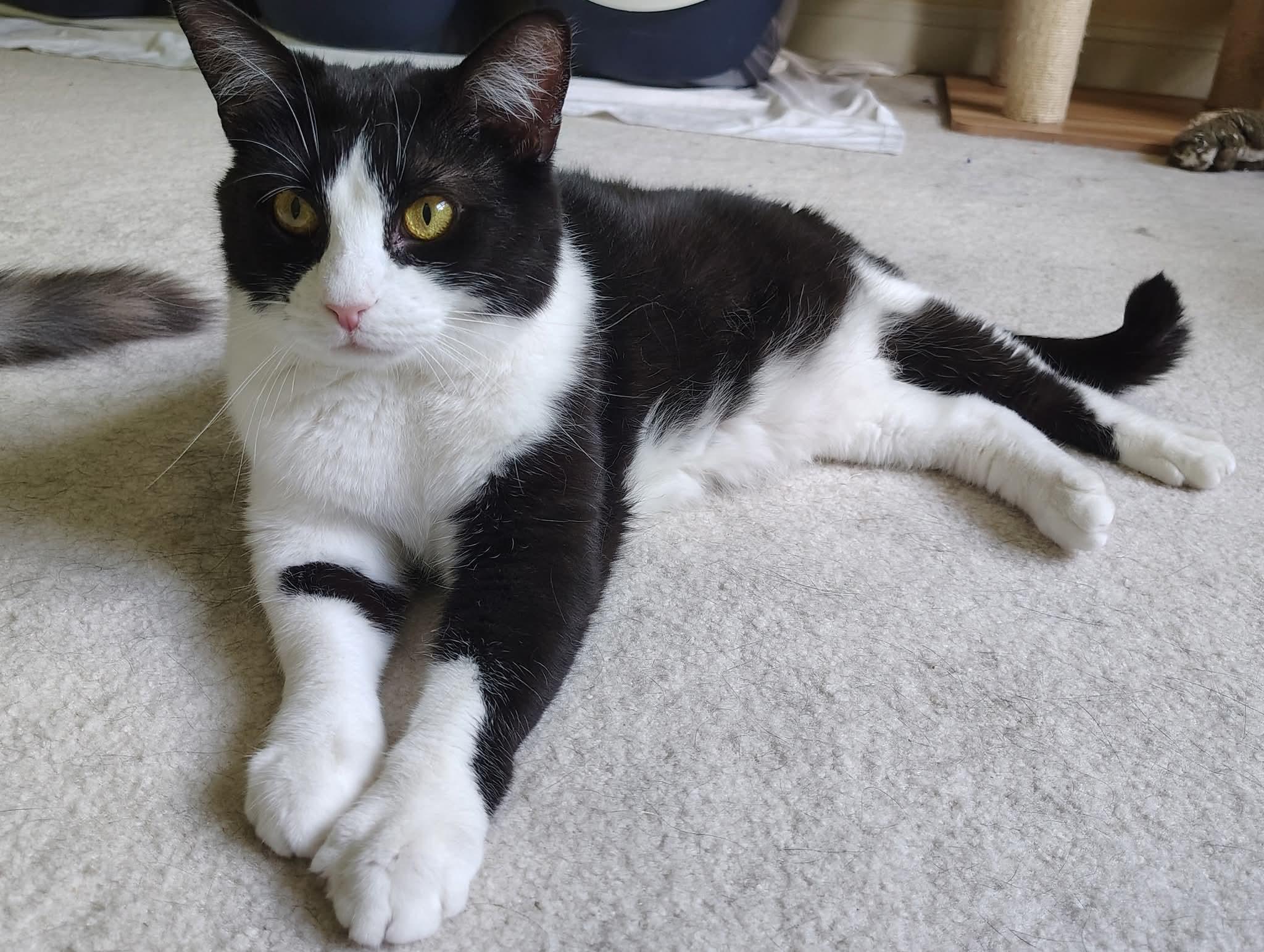 Enlarge Neptune, a Adoptable Domestic Short Hair in Magnolia, DE image 3/6