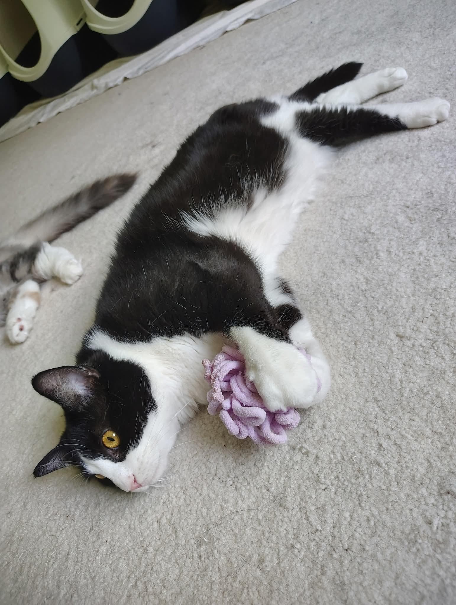 Enlarge Neptune, a Adoptable Domestic Short Hair in Magnolia, DE image 5/6