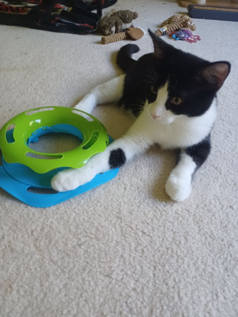 Enlarge Neptune, a Adoptable Domestic Short Hair in Magnolia, DE image 6/6