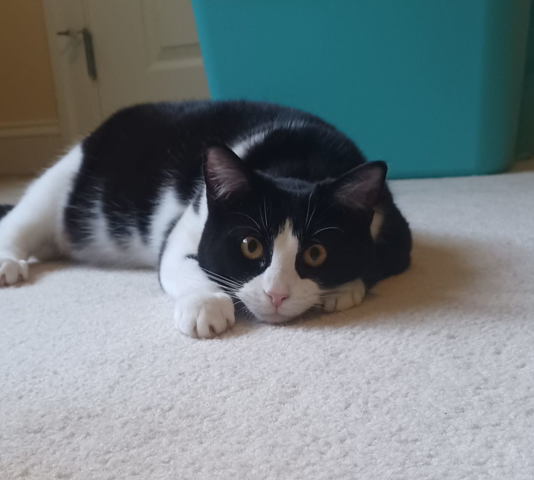 Enlarge Neptune, a Adoptable Domestic Short Hair in Magnolia, DE image 2/6