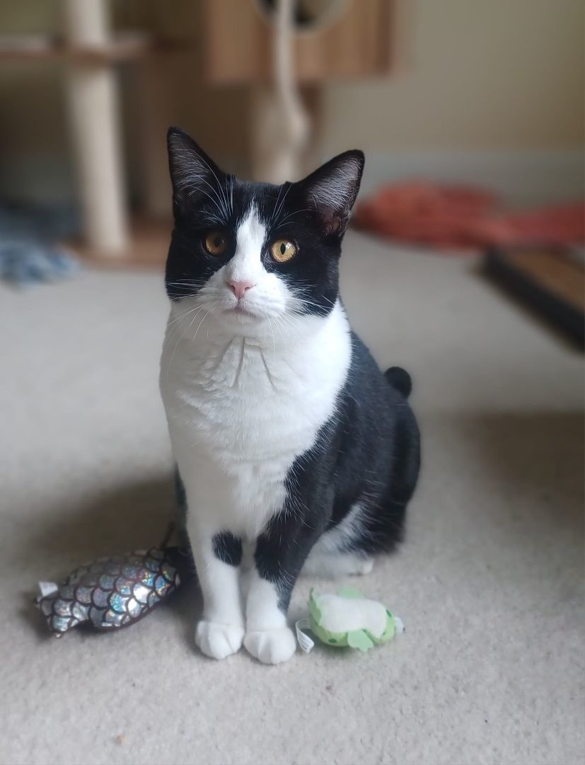 Enlarge Neptune, a Adoptable Domestic Short Hair in Magnolia, DE image 4/6