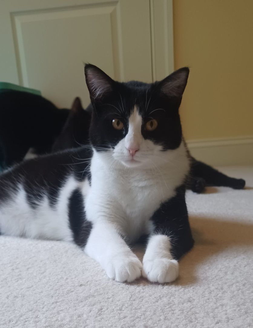 Enlarge Neptune, a Adoptable Domestic Short Hair in Magnolia, DE image 1/6