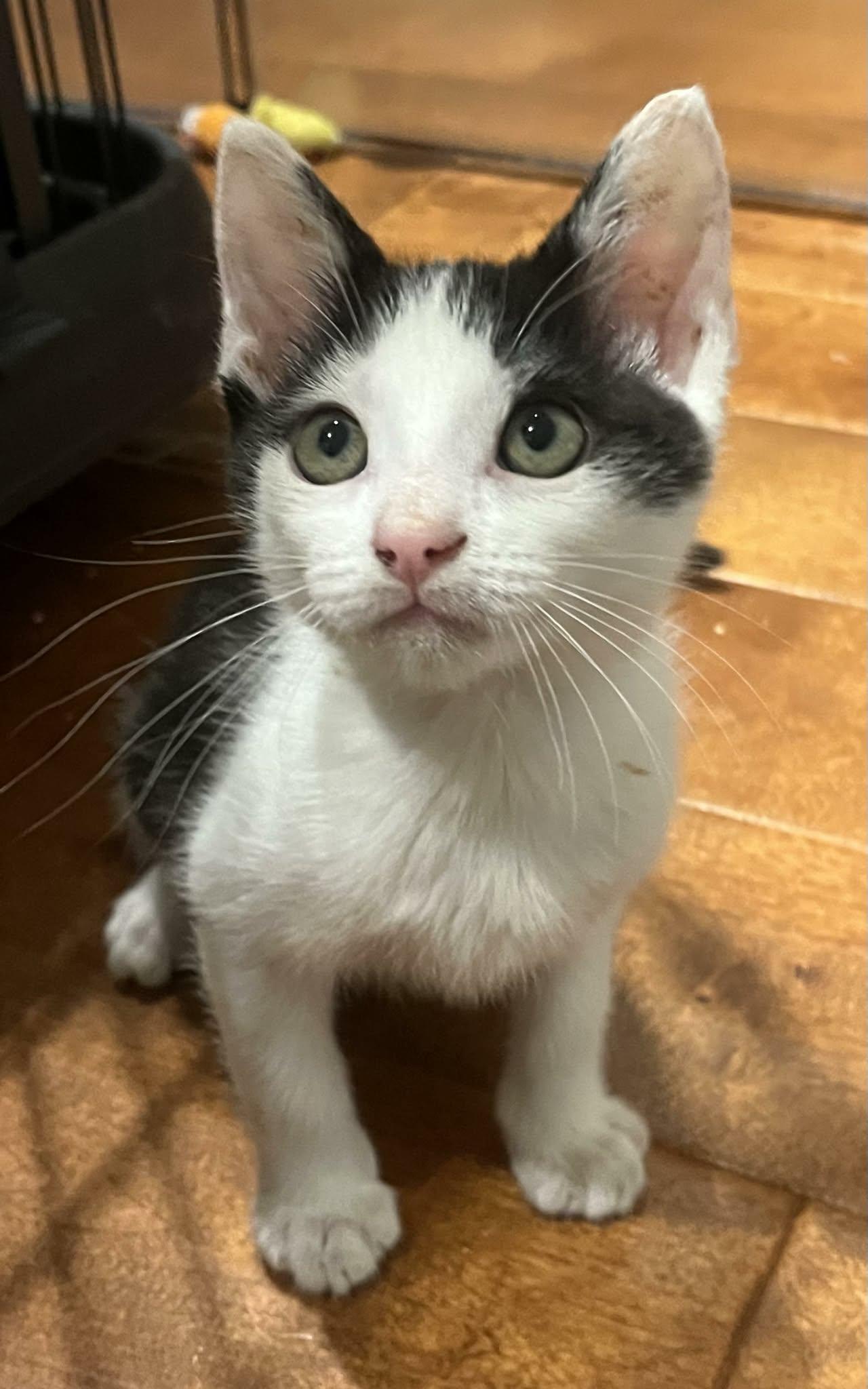 Caleb, adoptable, Kitten Male Domestic Short Hair.