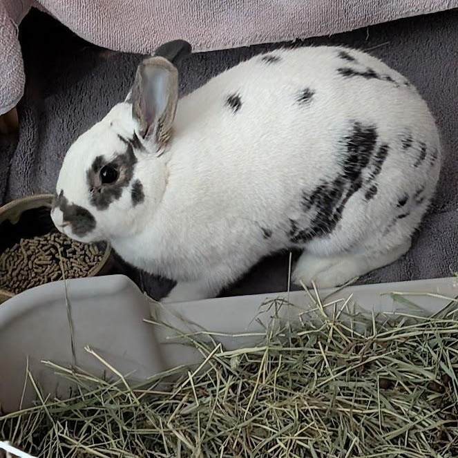 Winnie, Adopted, Adult Female American.