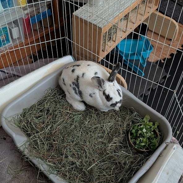 Enlarge Winnie, a Adopted American in Carnation, WA image 2/2