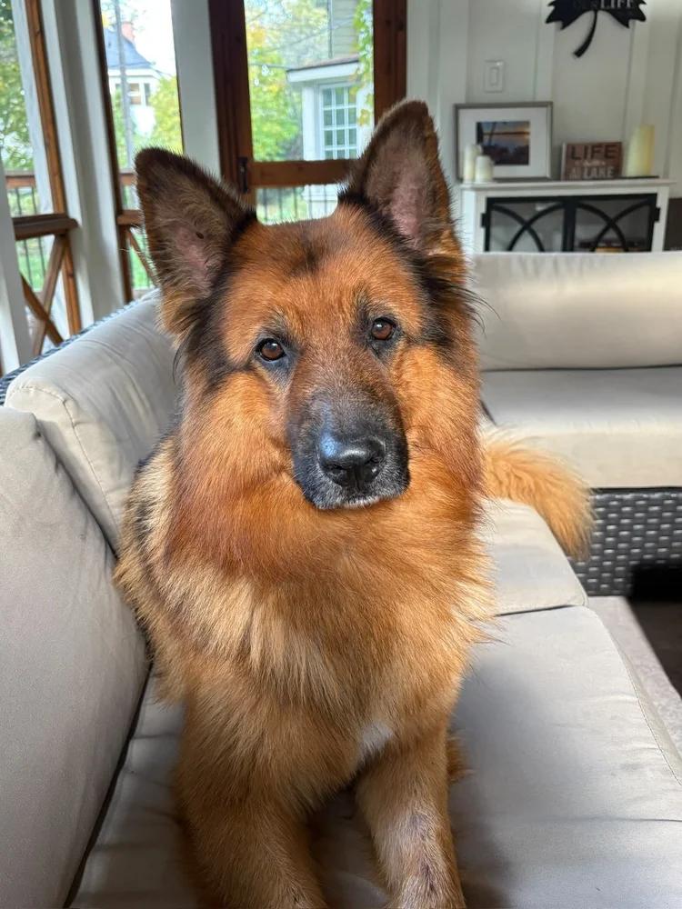 Enlarge Bruce, a Adoptable German Shepherd Dog in laval, QC image 2/3