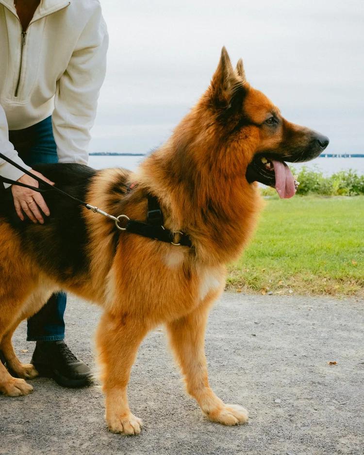 Enlarge Bruce, a Adoptable German Shepherd Dog in laval, QC image 1/3