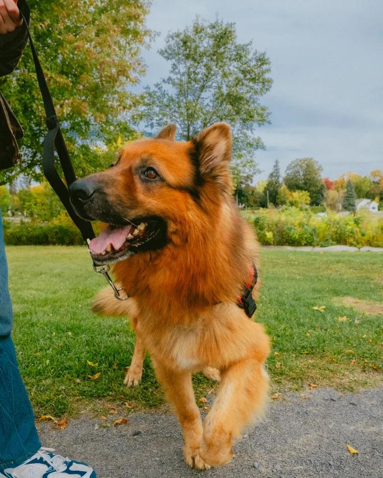 Enlarge Bruce, a Adoptable German Shepherd Dog in laval, QC image 3/3