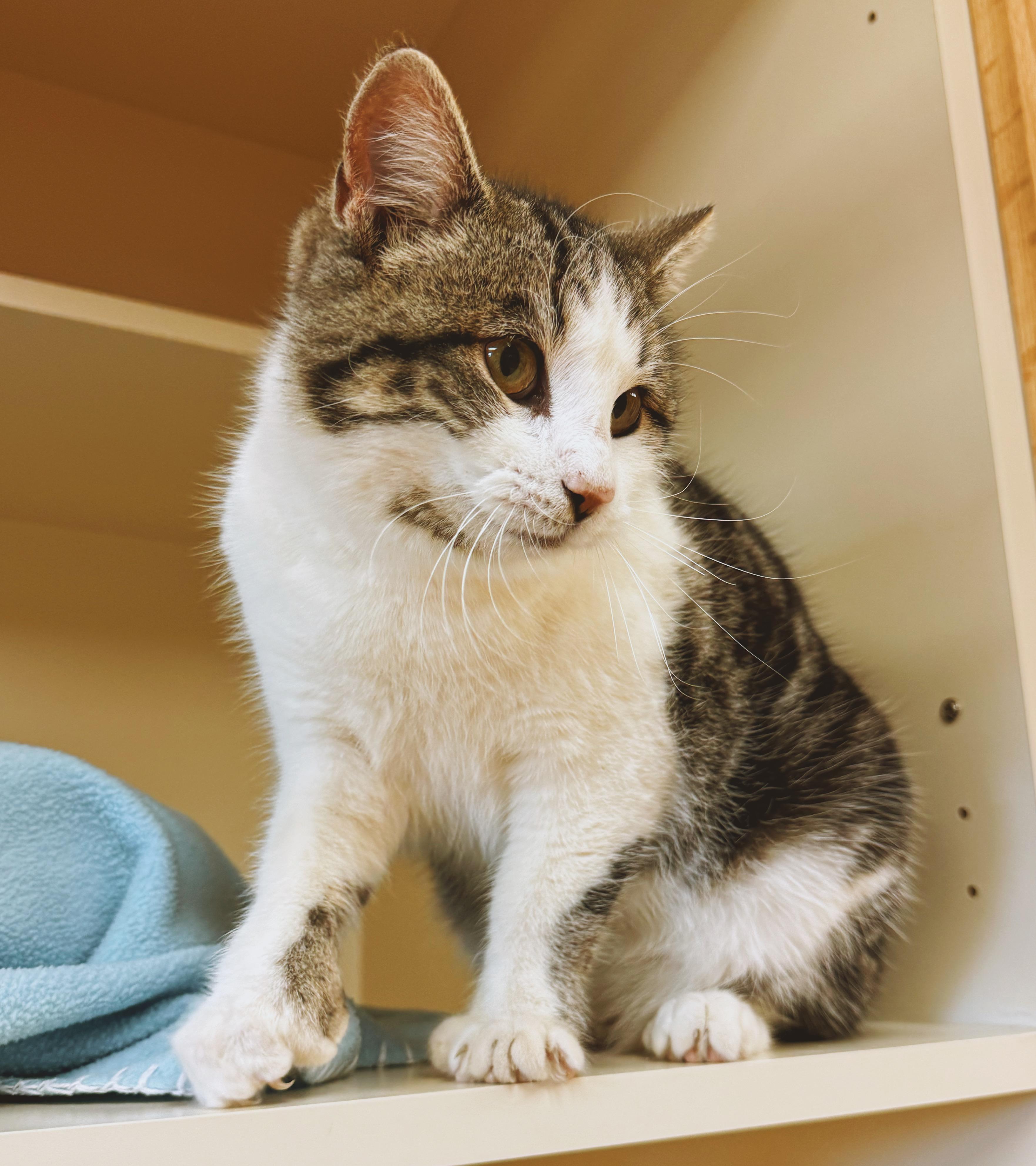 Enlarge Poppet, an adoptable Domestic Short Hair in Hays, KS image 5/6