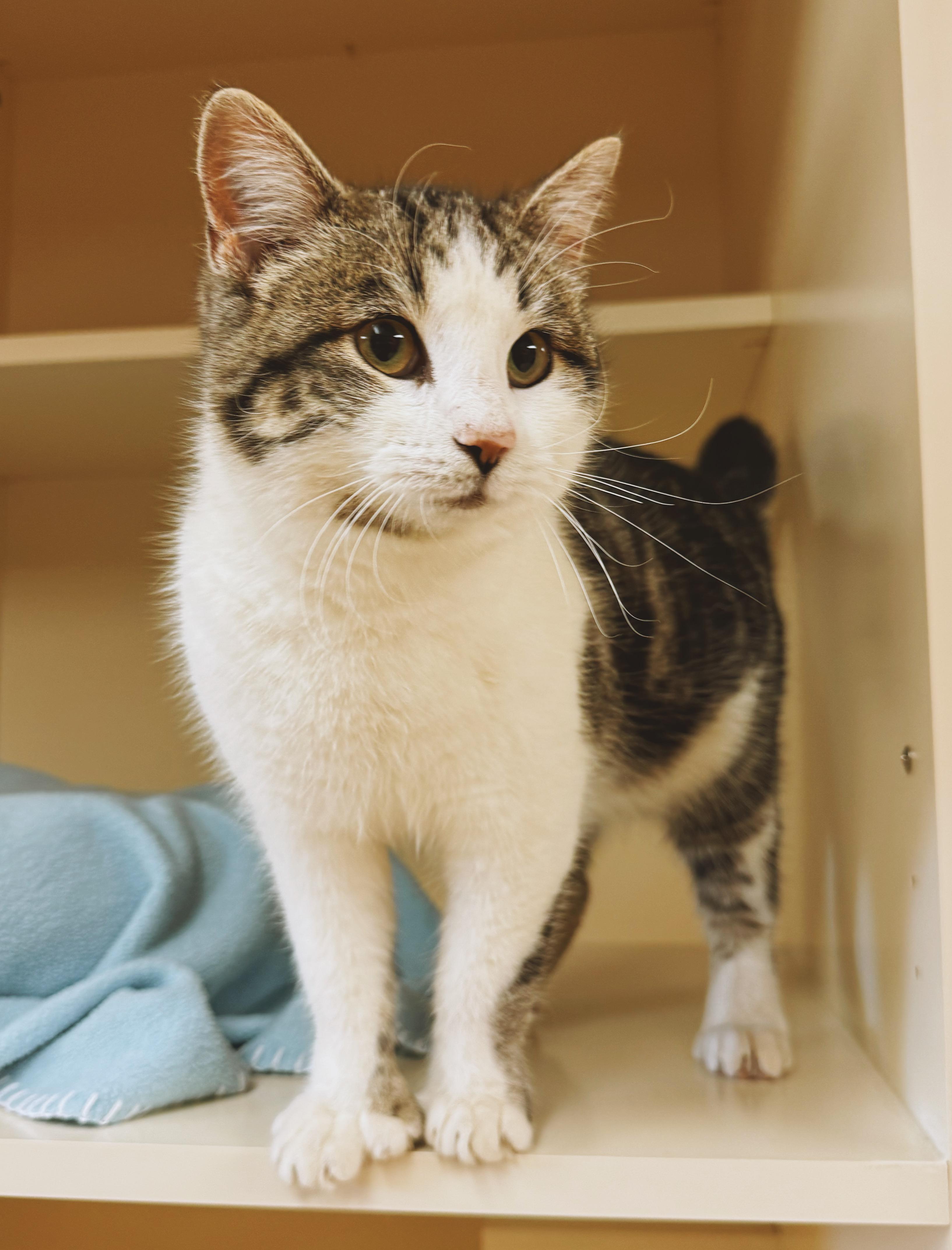Enlarge Poppet, an adoptable Domestic Short Hair in Hays, KS image 3/6